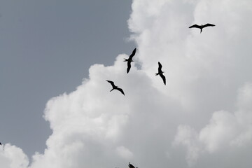 Dominicana. Culture Of The Dominican Republic. Sights and nature of the Dominican Republic.