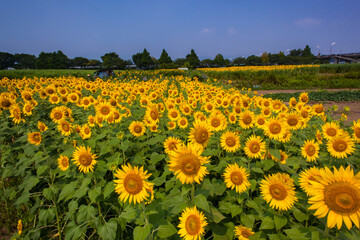 8月(真夏に咲く向日葵)