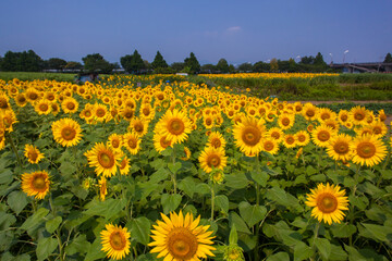 8月(真夏に咲く向日葵)