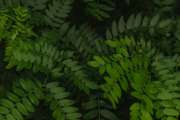 green fern leaves