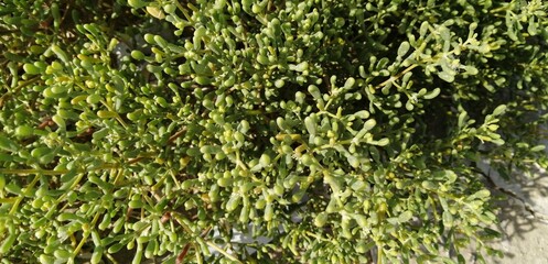 Green plant in the hot desert leaves filled with water