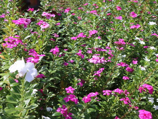 Close-up of pink watercress blossoms in a sunny park