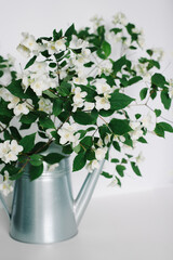 Branches of blooming jasmine in a garden watering can on a white background.