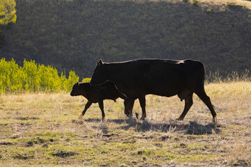 Ffree Range Cattle