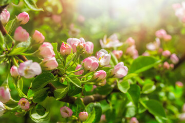 Blossom Apple Tree in April on a transparent spring day in bright sunlight