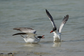 Caspian tern friendly fight, Busaiteen coast, Bahrain