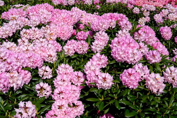 Pink Rhododendron flowers and bushes