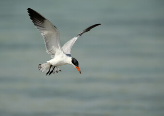 Fototapeta na wymiar Caspian tern flying at Busaiteen coast, Bahrain