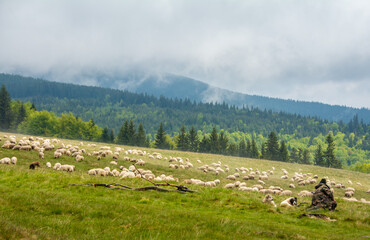 Naklejka premium a flock of sheep on a mountain pasture