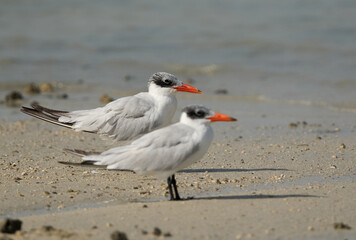 A pair of Caspian tern, focus done at the back tern