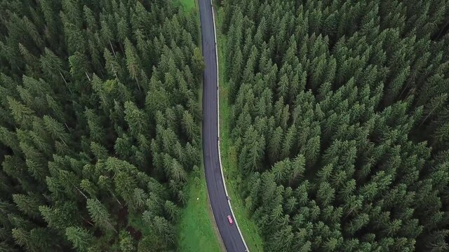 aerial veiw of empty road in green forest. drone shot in 4K. bird's eye.