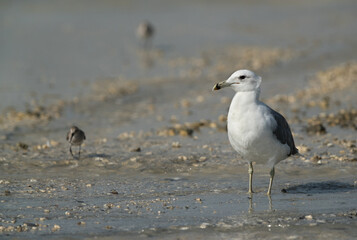 Heuglins gull at Busaiteen, Bahrain