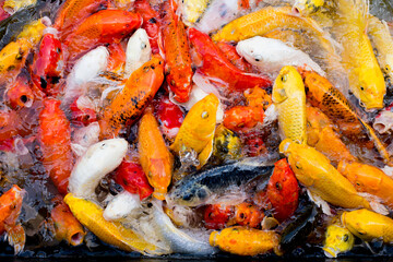 Colorful fancy carp fish, koi fish