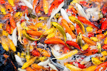 Obraz na płótnie Canvas Colorful fancy carp fish, koi fish