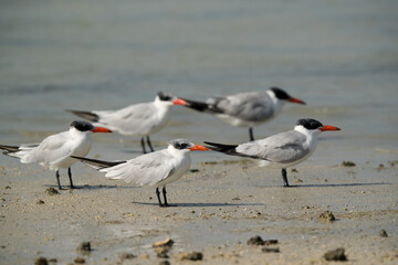 Caspian terns at Busaiteen, Bahrain