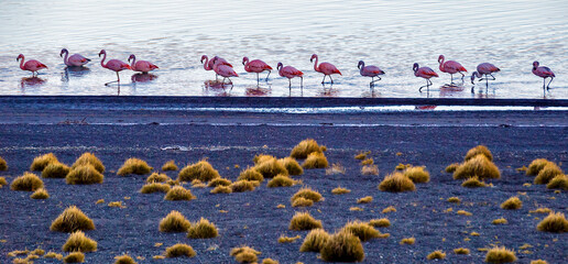 Flamingos at "Laguna Amarga"., Torres del Paine Natinal Park, Chile. © Bernardo Galmarini