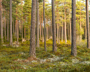 Obraz premium Spring forest in sweden