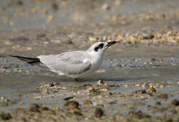gull-billed tern drinking water.