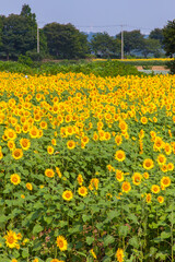 8月(真夏に咲く向日葵)