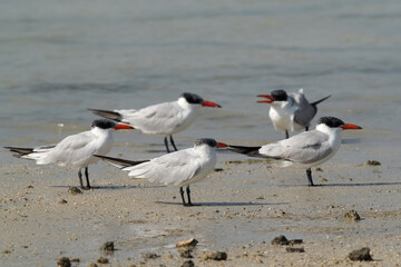Caspian terns at Busaiteen coast, bahrain