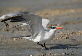 Caspian tern landing