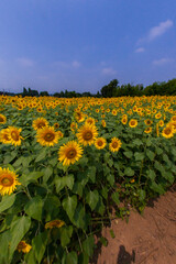 Obraz premium 8月(真夏に咲く向日葵)