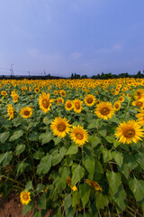 8月(真夏に咲く向日葵)