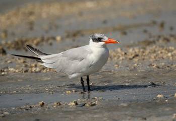 Closeup of Caspian tern