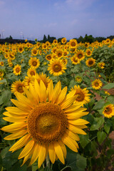 8月(真夏に咲く向日葵)