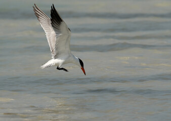 Caspian tern flying