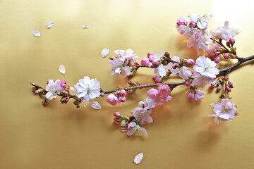 Sakura flowers on branch on gold background 