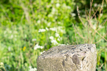Obraz na płótnie Canvas Standing old gray concrete pillar with planar surface on the top as a stage for something and blurred green grass background behind.