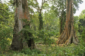 A interior view of the tropical forest with large ceiba trees, to the northwest of the island of Príncipe, São Tomé and Príncipe