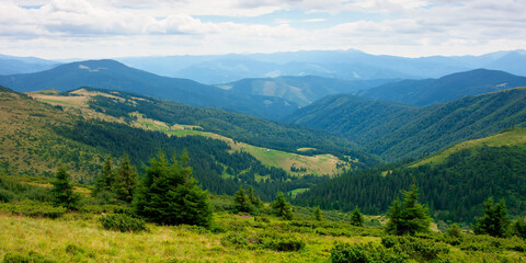 summer landscape of valley in mountains. panoramic view. trees and green meadows on rolling hills. black ridge in the distance. beautiful nature of carpathians. cloudy sky