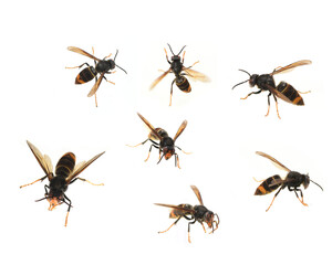 Asian hornet plate of 7 photos