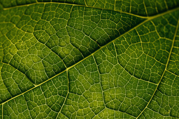 Closeup leaf texture. Green tropical plant close-up. Abstract natural floral background Selective focus, macro. Flowing lines of leaves