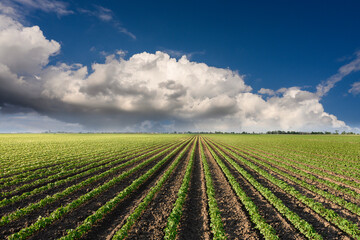 Fototapeta na wymiar Rain coming over a soybean crop in spring