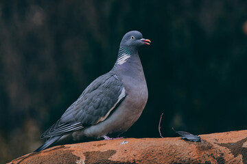 White flower with yellow center close up