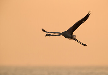 Silhouette of Greater Flamingo flying in the morning, Asker, Bahrain