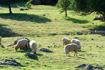 obejas pastando en el prado