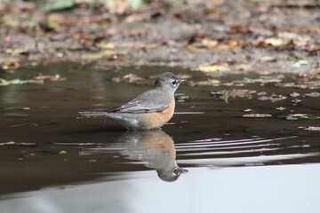 Robin in water
