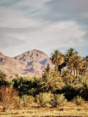 Fototapeta na wymiar Palm trees and mountains in the background in morocco