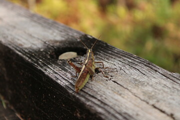 Grasshopper