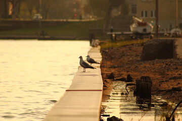 Seagulls perched on a sea wall