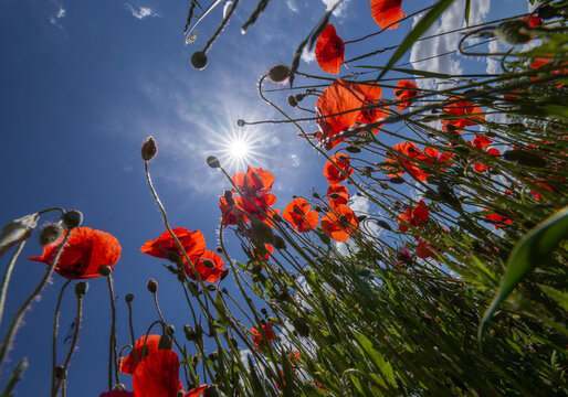 Mohnbl&uuml;te - Poppyflower
