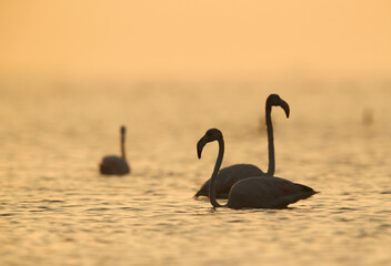 Greater Flamingos at Asker coast, Bahrain