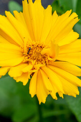 Tickseed Flower, Coreopsis Lanceolata