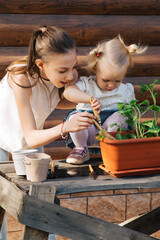 two sisters or two girls transplant seedlings and water it