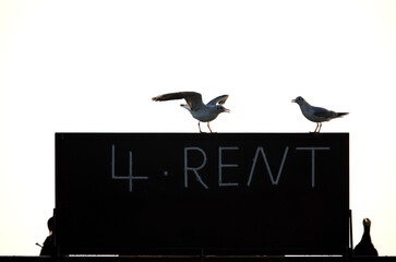 Black-headed gulls perched on a board marked “ 4 rent”, Asker, Bahrain