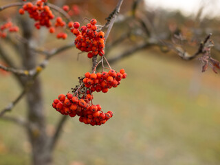 Red mountain ash in the fall